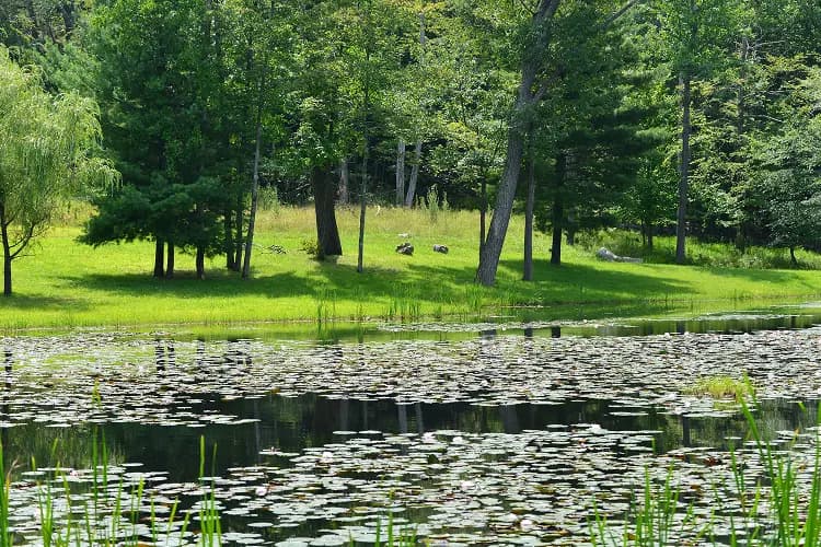 Wooded pond in northeastern Pennsylvania near Scranton, a popular group day-trip destination