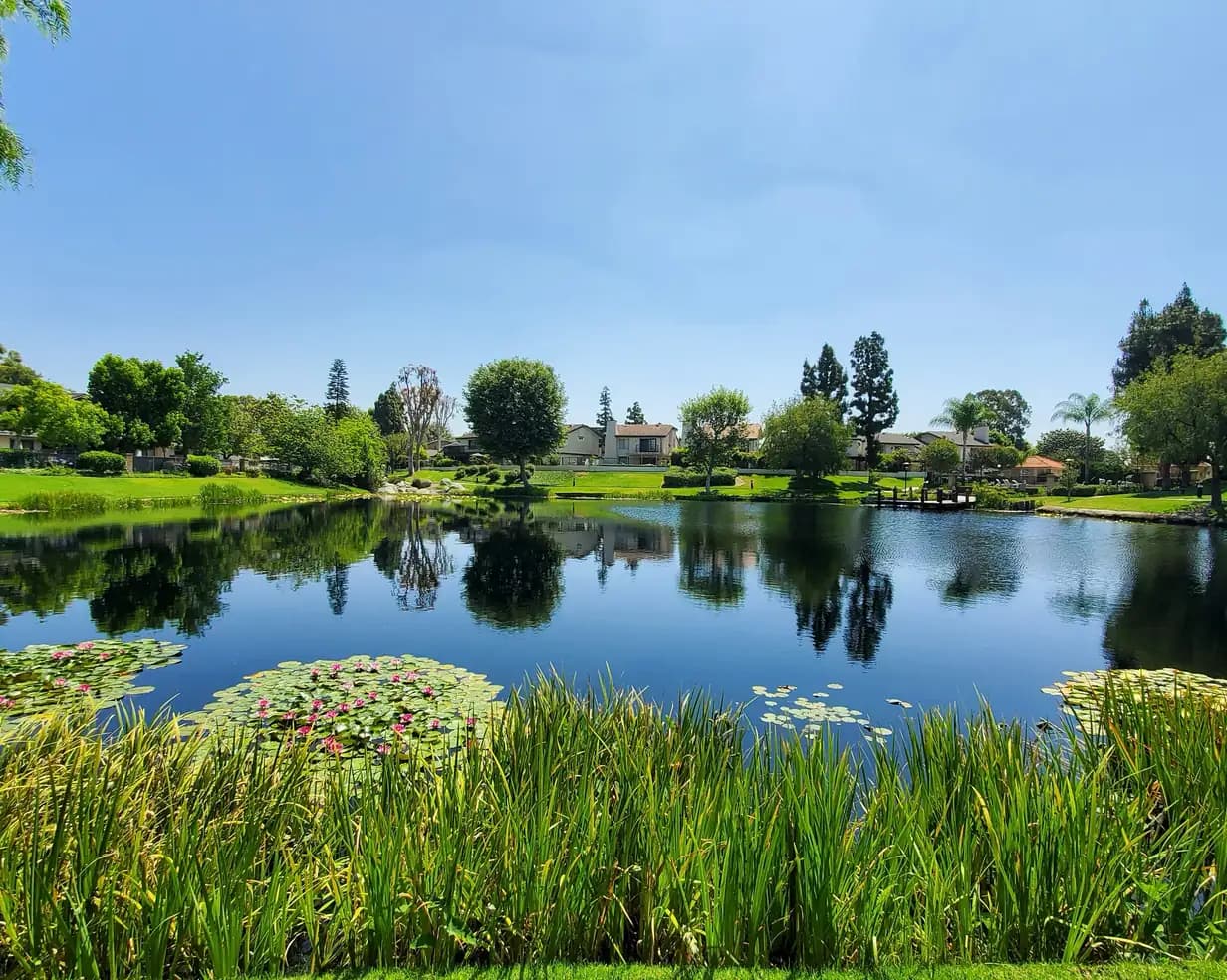 Calm lake with pink water lilies and tall reeds in front of homes and trees under a clear blue sky in Anaheim, California