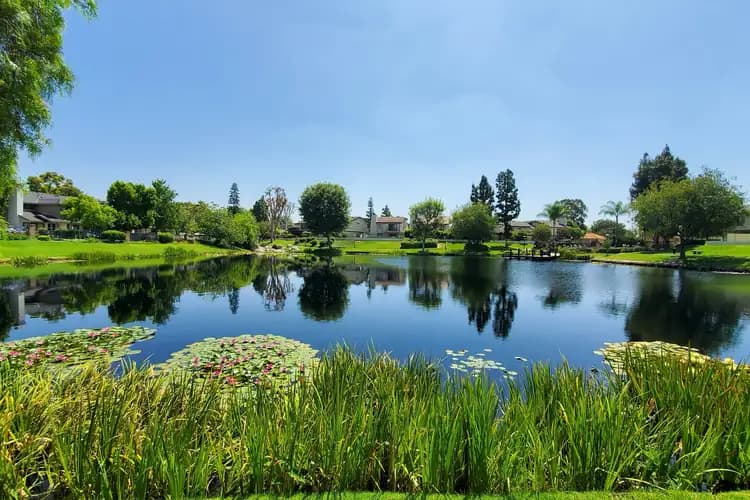 Calm lake with pink water lilies and tall reeds in front of homes and trees under a clear blue sky in Anaheim, California