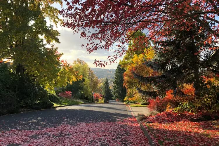 Residential street covered in red fall leaves under maple trees, with forested hills beyond, in Eugene, Oregon