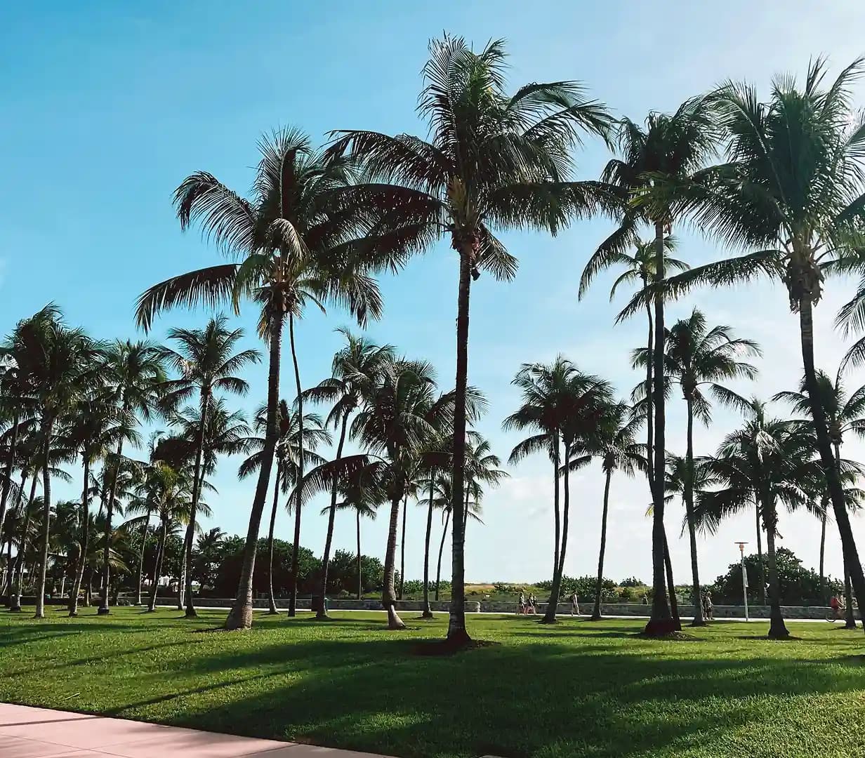 Coconut palm trees and green lawn at Lummus Park on South Beach in Miami, Florida, near the Ocean Drive hotel strip charter bus groups serve