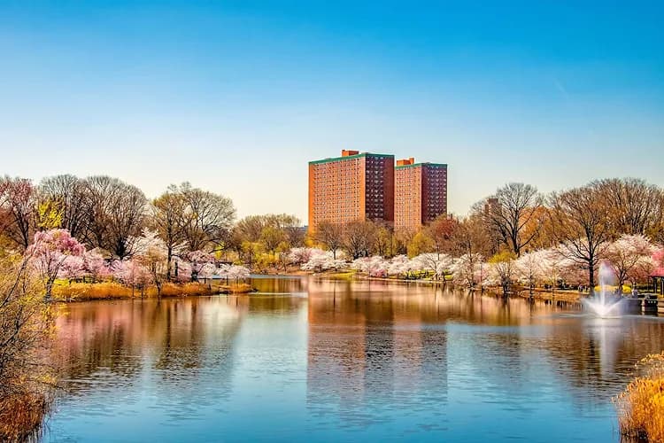 Cherry blossoms reflected in the lake at Branch Brook Park in Newark, New Jersey, home of the Cherry Blossom Festival charter bus groups visit each April