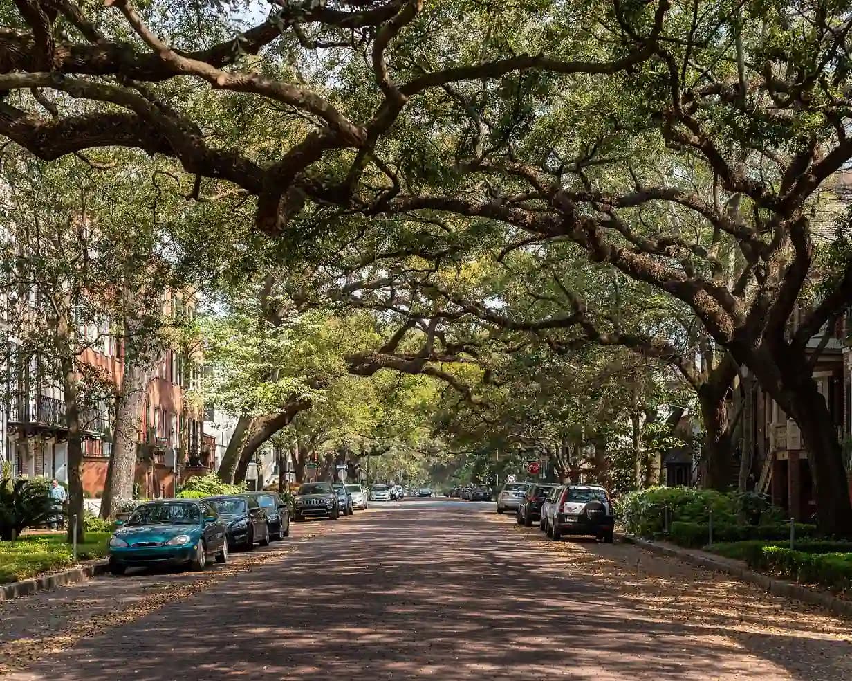 Oak-lined cobblestone street in the Historic District of Savannah, Georgia, where charter bus groups are dropped for walking tours