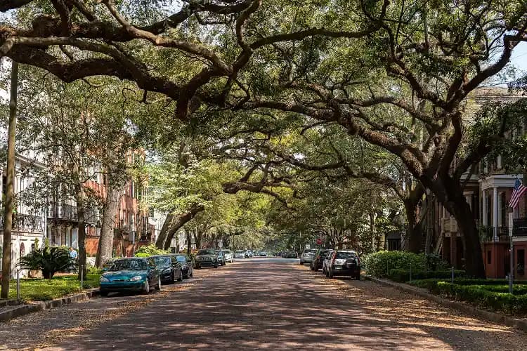 Oak-lined cobblestone street in the Historic District of Savannah, Georgia, where charter bus groups are dropped for walking tours