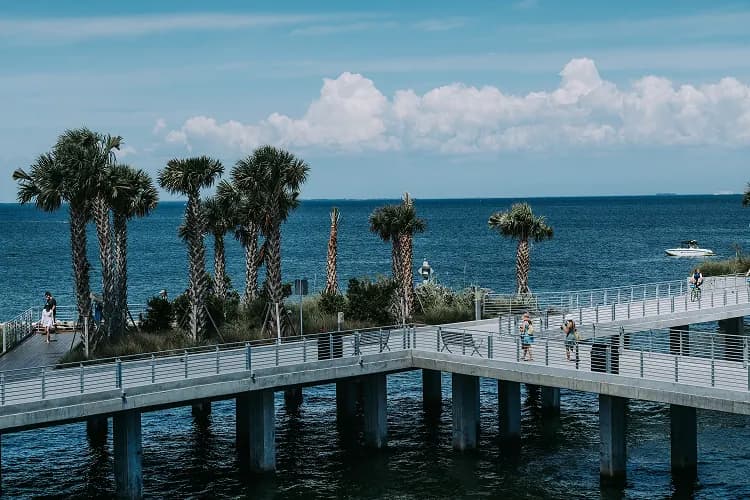 Palm trees along the downtown St. Petersburg, Florida waterfront by the St. Pete Pier, a walkable area charter bus groups are dropped at