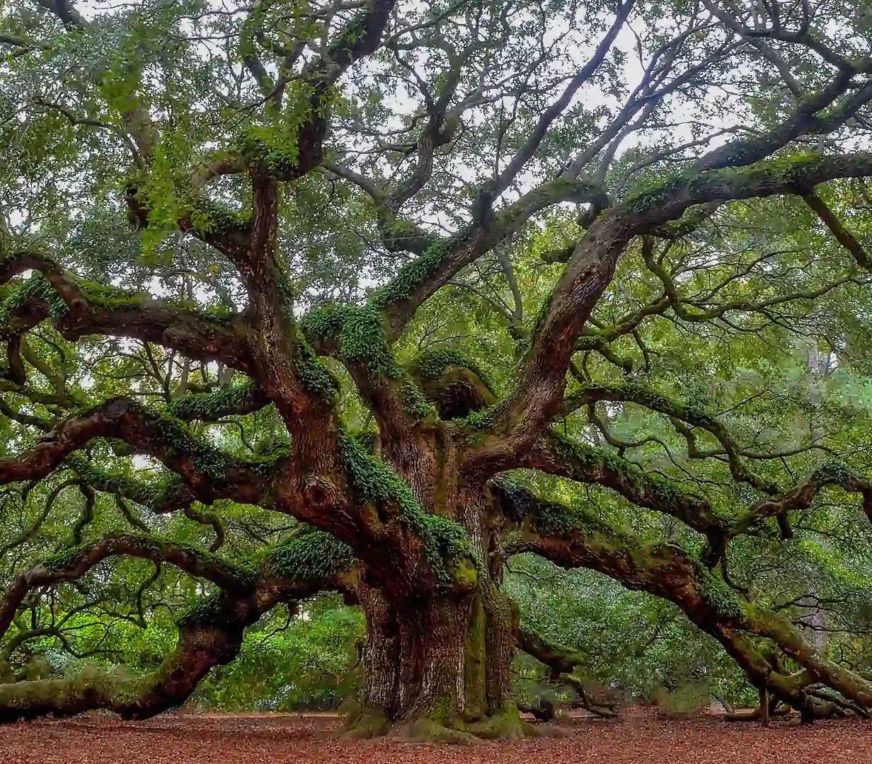 Sprawling ancient branches of the Angel Oak tree on Johns Island near Charleston, South Carolina, a day-trip stop for charter bus tour groups