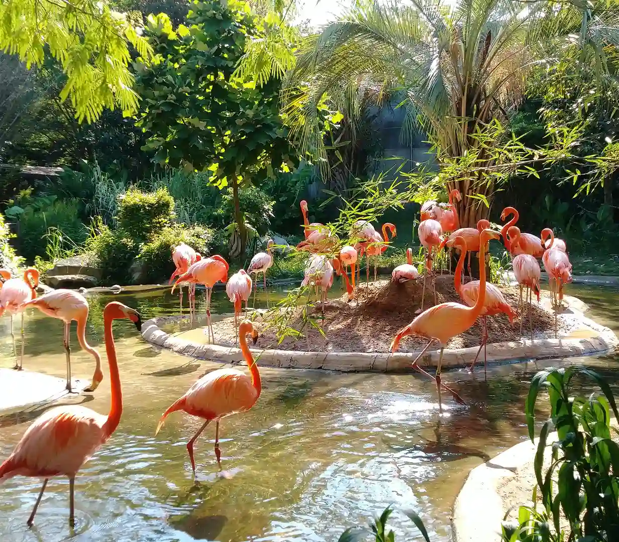 Flamingos at the tropical pond exhibit at Riverbanks Zoo in Columbia, South Carolina, a field-trip stop for charter bus school groups