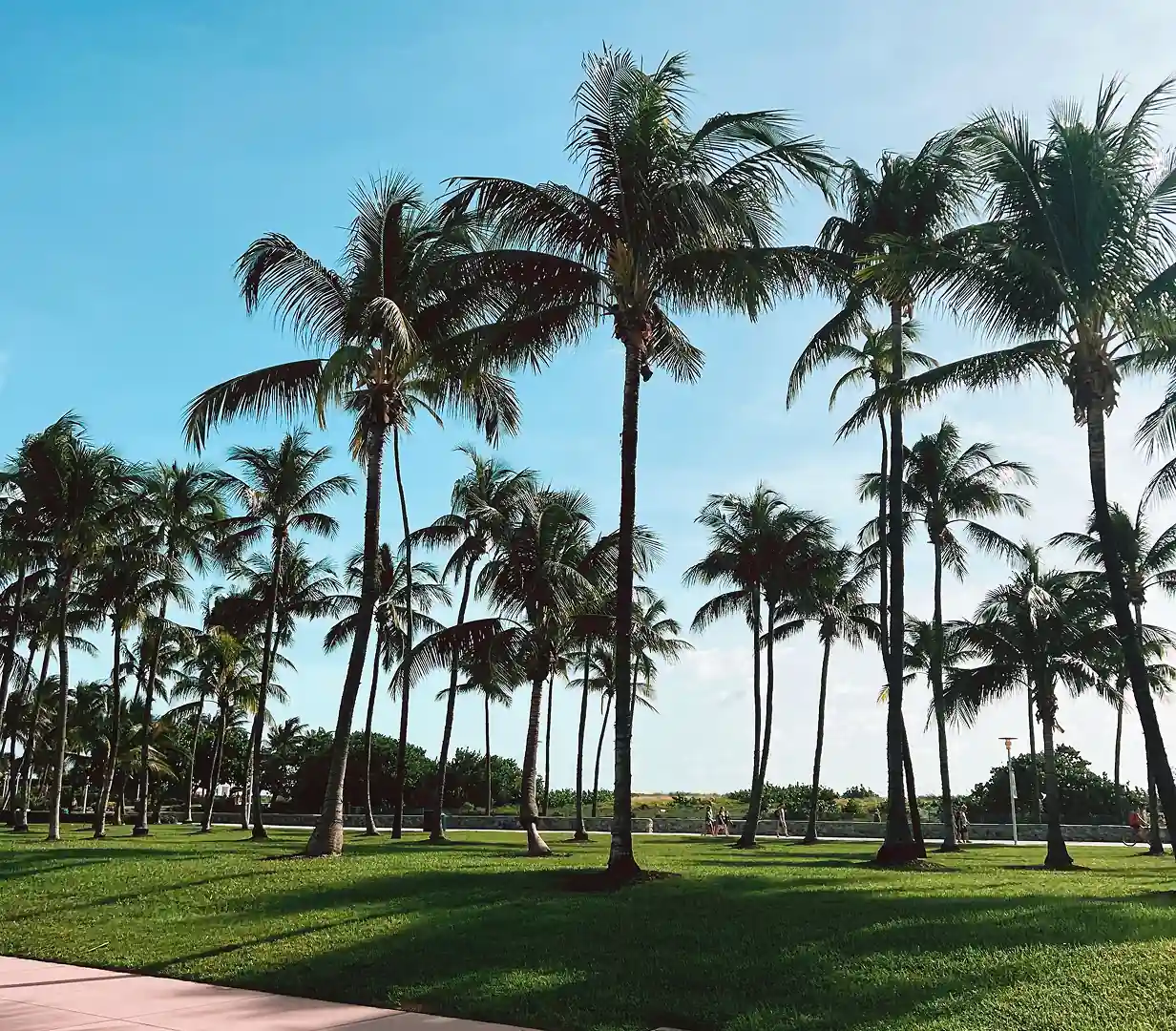 Coconut palm trees and green lawn at Lummus Park on South Beach in Miami, Florida, near the Ocean Drive hotel strip charter bus groups serve